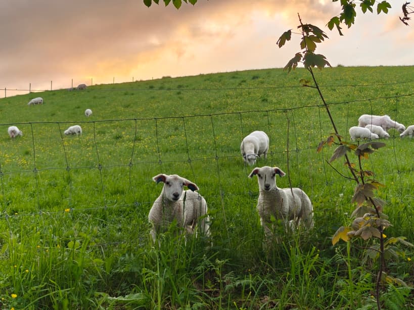 Rovvilterstatning 2025: Fire melhus-besetninger får medhold