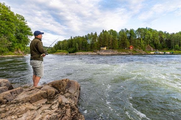 Melhus: Lave laksefangster også i 2025 – dette kan det bety for Gaula
