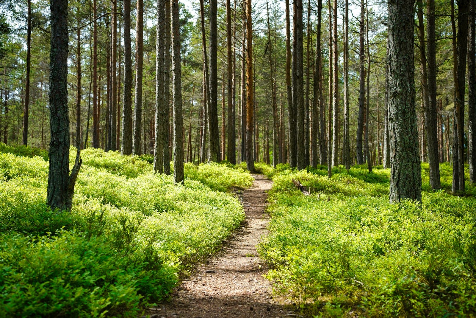 Solfylt furuskog med blåbærlyng og en smal sti som slynger seg mellom stammene — illustrasjonsfoto.