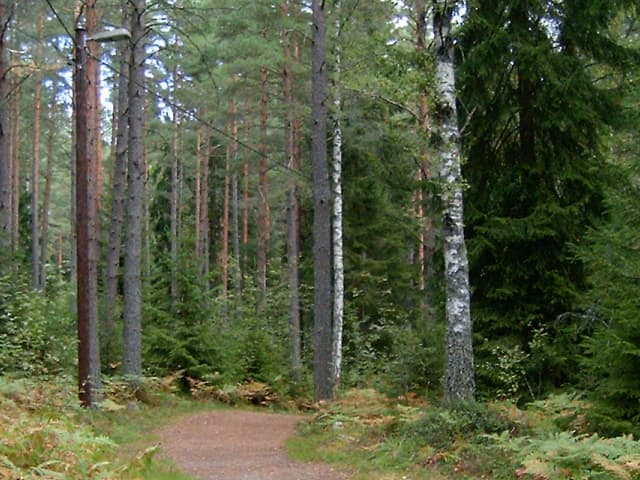Lysløype gjennom furuskog med en lysstolpe og strekk-kabel for belysningen langs stien.