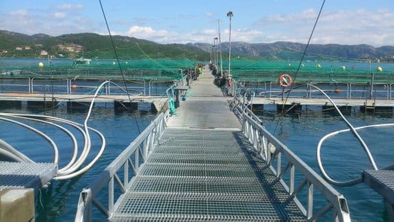 NJFF ber om lukkede merder: Rekordvekst i oppdrett – også der varsellampene lyser